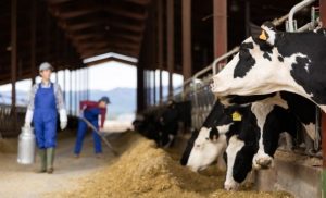 NTQ2MTMyMTA0MzQ5NzE2M5a8E9jG1oVr2OQCJ4tl-tnE_zCNeFMh5pPuXMVYrZL4cHckdD5hHXymgUIQnrToBefH7zC0My-Sfr5-TCmNlZgd88Ve7UhvqS-XYf8XVhyw4DTQv_yI9lIBj56rM1jAdPvmCx3_UPKzRA_JLOmBZ9E-300×182